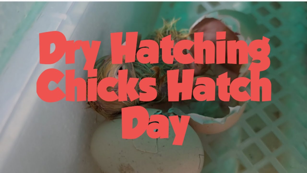 Dry Hatching. Candle and Lock Down AND Hatching