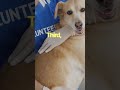 Adopting a Shelter Dog