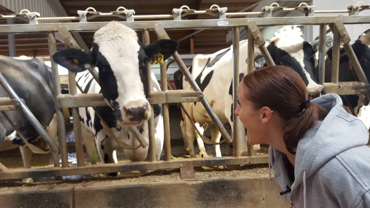 Technology in Motion Dairy Science YouTube