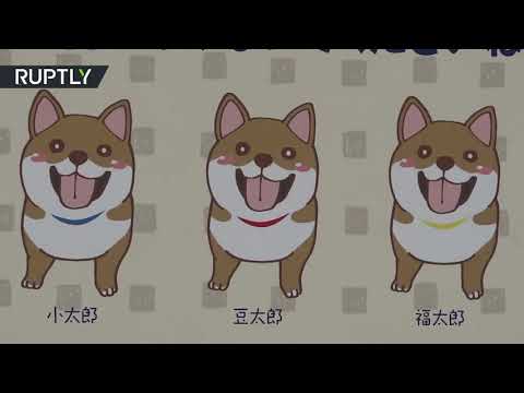 Shiba Inu Archives Ohmidog