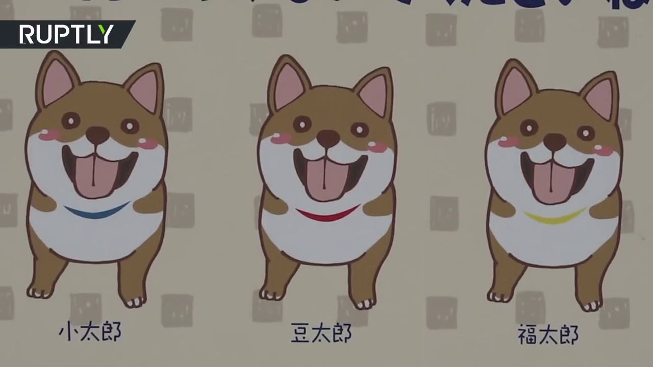 three shiba inus