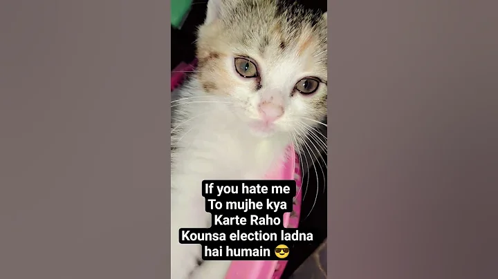 Video 11871581: cute persian kitten