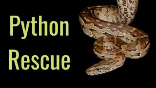 Celebrity Southern African Python RESCUE from a Home Net Worth