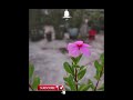 How to Start a Rooftop Garden #short