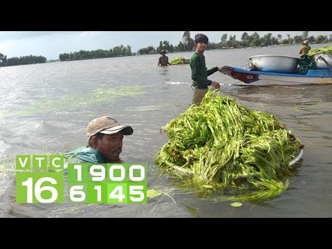 Video Hẹ nước 