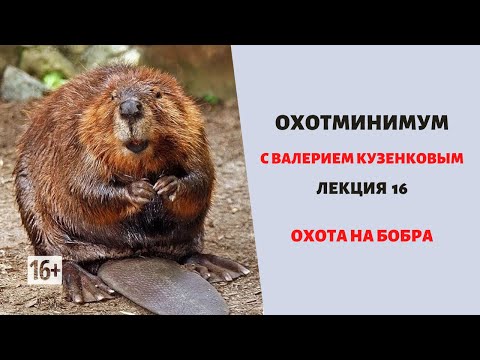 Охотминимум. Лекция 16. Охота на бобра