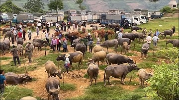 Mộc mạc chợ Trâu Cốc Ly siêu to, rất nhiều Con Trâu đẹp và giá siêu rẻ | Người Miền Núi