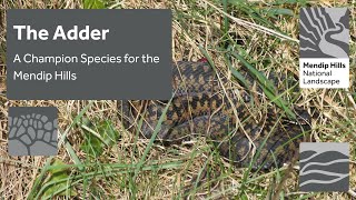 The Adder  a Champion Species of the Mendip Hills
