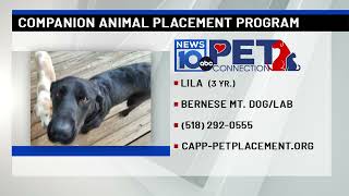 Pet Connection Lila 10-10-25