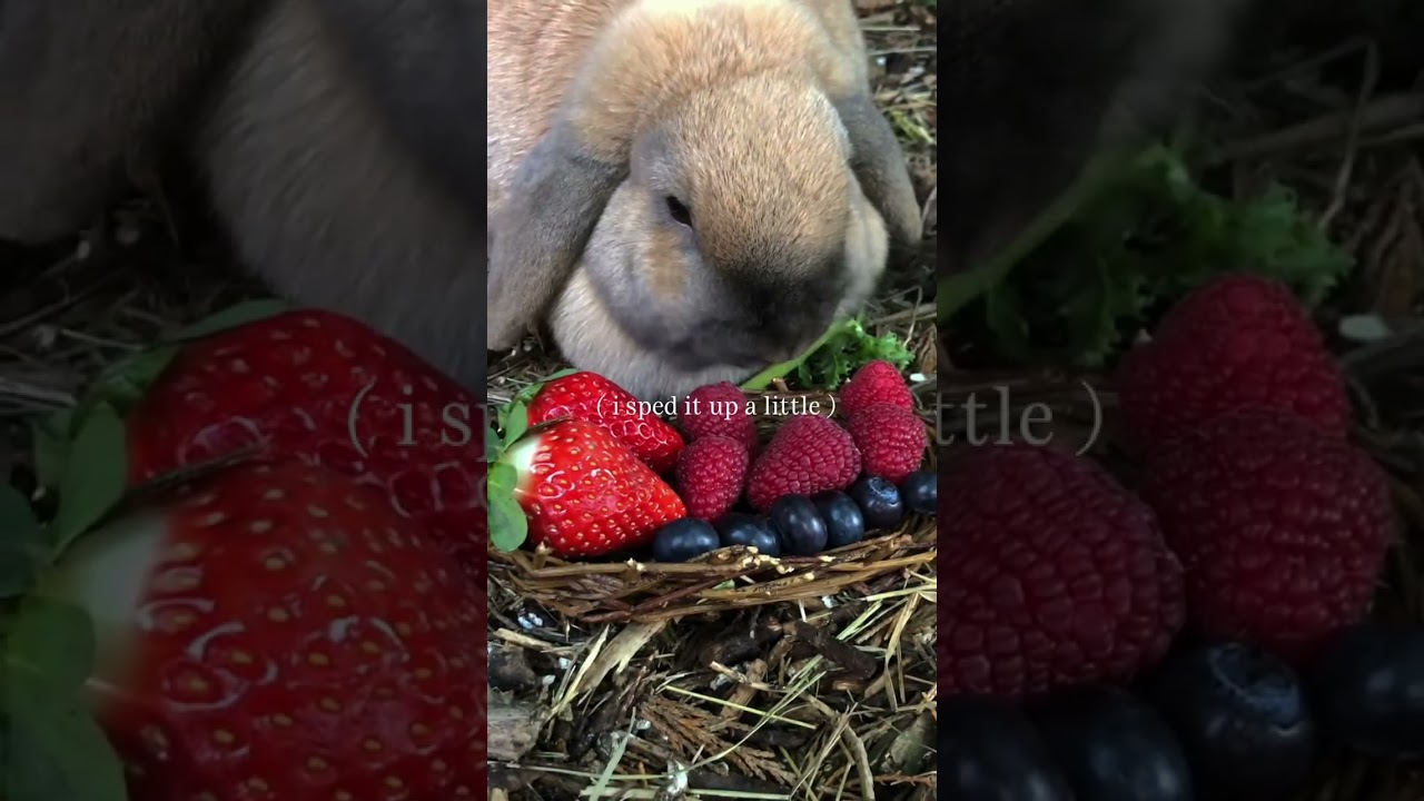 sweet treat for rabbits! 🐇🧸💫 