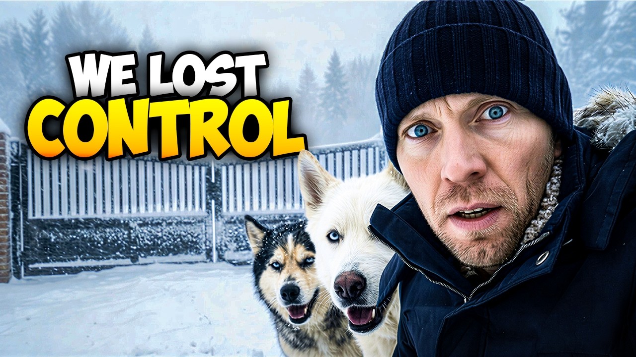 Ворота не пускали их внутрь… Но хаски захватили территорию.