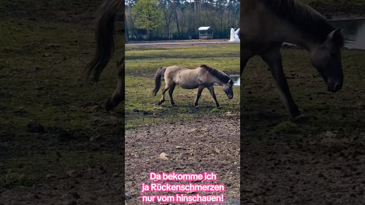 Da bekomme ich ja Rückenschmerzen nur vom hinschauen. #pferd #rücken #senkrücken #aua #schmerzhaft