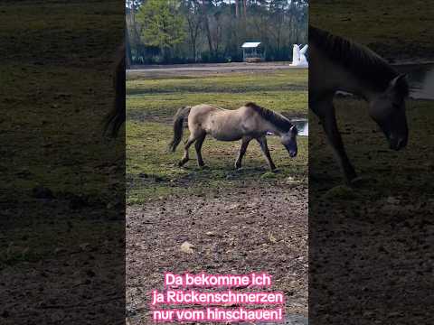 Da bekomme ich ja Rückenschmerzen nur vom hinschauen. #pferd #rücken #senkrücken #aua #schmerzhaft