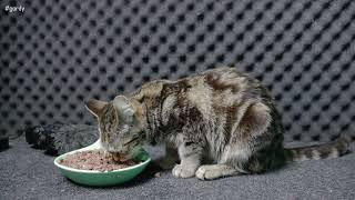Cat Gordy Eating ASMR