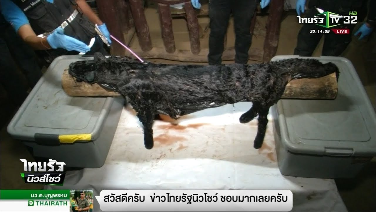 คืบหน้าคดีพรานบรรดาศักดิ์ยิงเสือดำ  | 11-02-61 | ไทยรัฐนิวส์โชว์