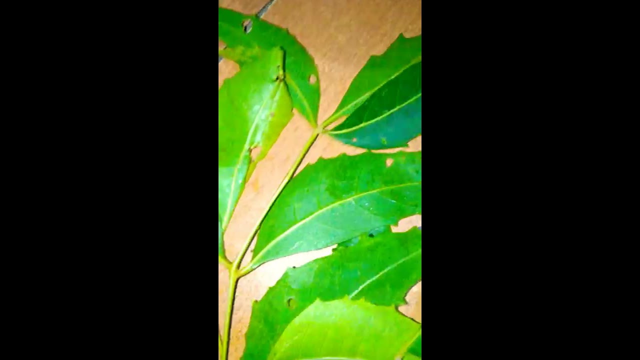 Neem Ka Patta Meaning In English Translation