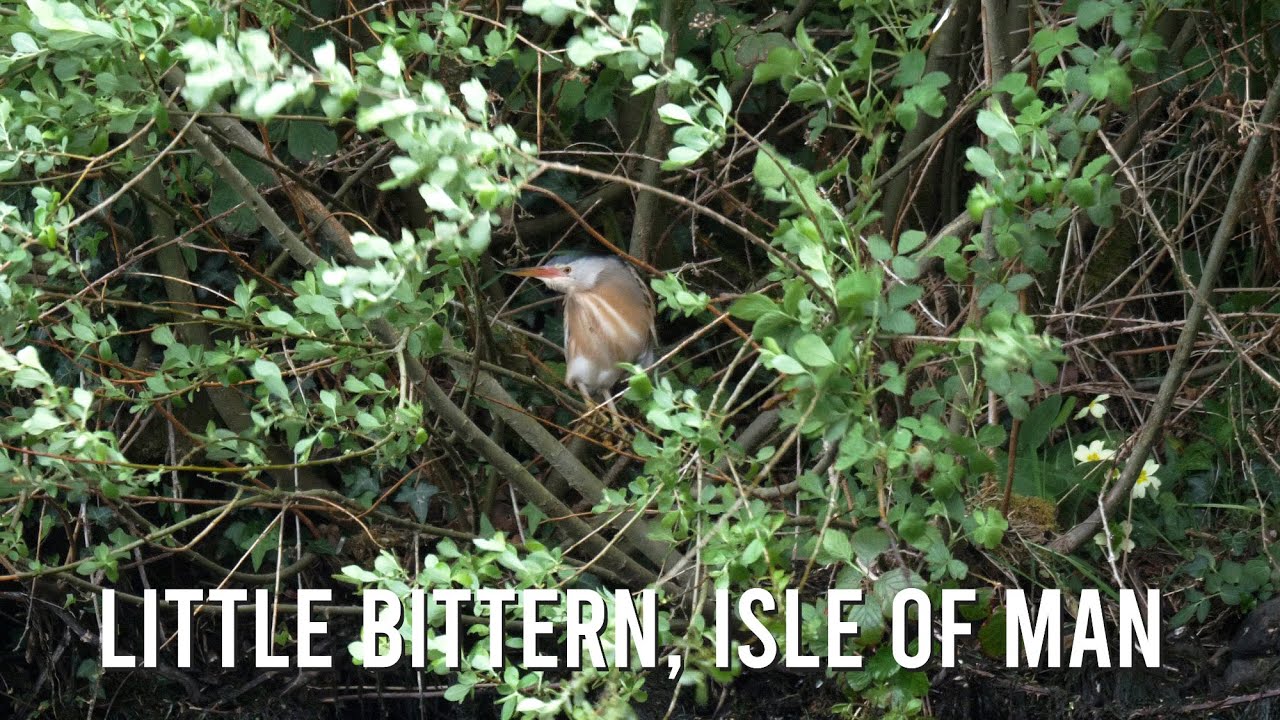 Little Bittern, Isle of Man 