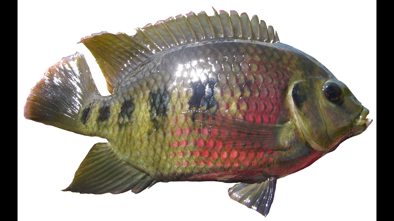 How to catch Summer Tilapia YouTube