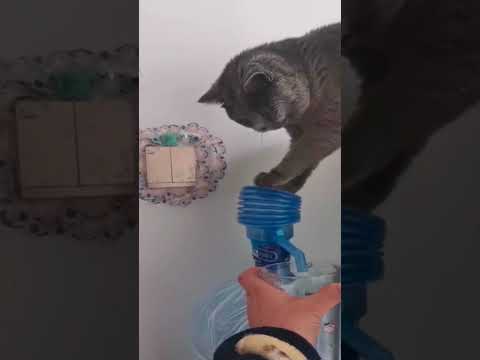 Video: Majú mačky radi vodu?