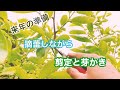 富有柿の芽かきと剪定【農業者向け】