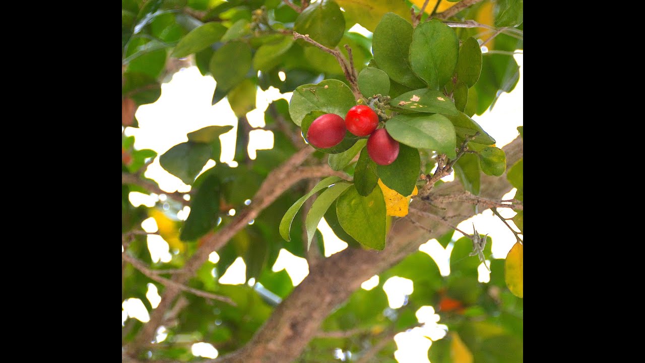 EatTheWeeds: Episode 170: Orange Jasmine