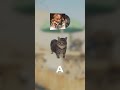 FLASHBANG DANCE (oia cat version) #cs2 #cat #musickit