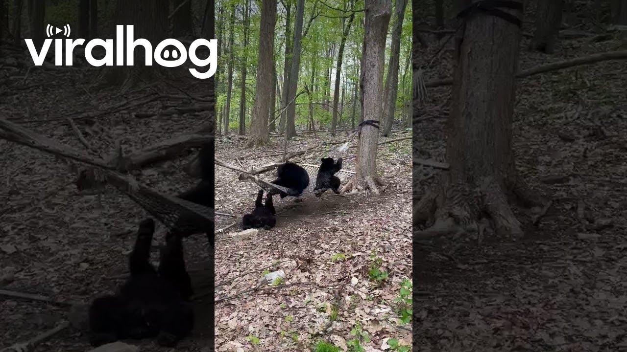 Mama Bear and Cubs Play on Hammock || ViralHog - YouTube