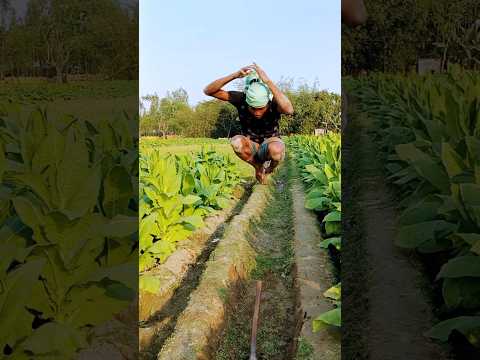 The poor man found the hidden treasure.#villagefunny520 #shorts #funny #comedy #viralvideo