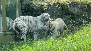 番外編 ママの迫力にコテンってなるツキちゃん【番外編