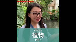Learn Chinese in 1 min: How to say "plant" in Chinese? screenshot 4