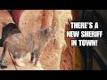 Barn cat patrols her 150 year old homestead! ~ Tiny is FREE!