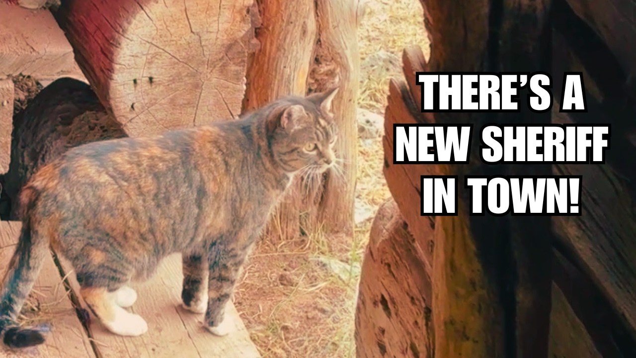 Barn cat patrols her 150 year old homestead! ~ Tiny is FREE!