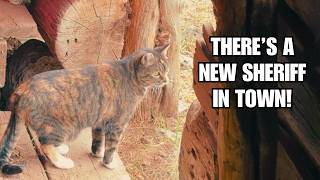 Barn cat patrols her 150 year old homestead! ~ Tiny is FREE!