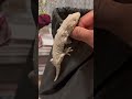 #foryou #explore #gecko #gta #leachianus #youtubeshorts #shorts #reptiles