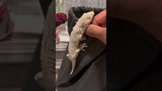 #foryou #explore #gecko #gta #leachianus #youtubeshorts #shorts #reptiles