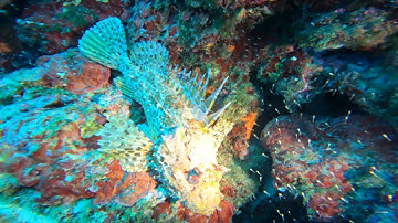 kostrena rockfish pesce scorfano