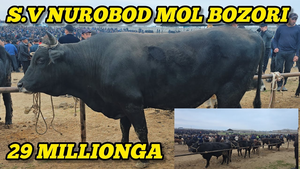 SAMARQAND NUROBOD CHORVA BOZORI 