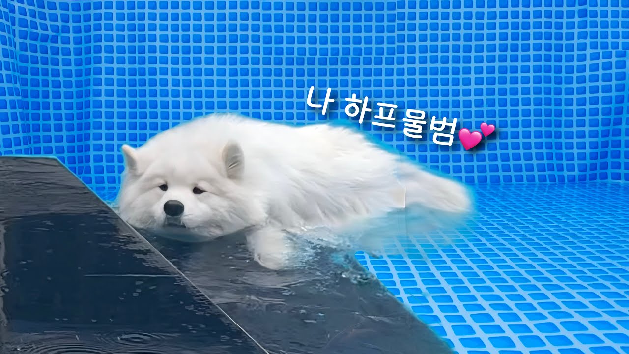 Я бросил самоеда на поле для ретриверов... и это было соревнование по плаванию среди собак.