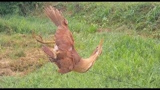 Tiếng Cò Lép , CÒ HƯƠNG CÒ LỬA Bẫy Lưới Đêm Chim Di Cư 2024 Tháng 8 Bẫy ĂN CHIM MẠNH NHẤT