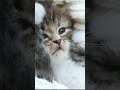 В книгу рекордов Гиннеса! Эта кошка побила рекорд: уникальное видео-хазяйка была в шоке, вот это да!