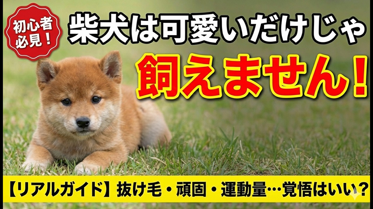 初心者必見！「柴犬は可愛いだけじゃ飼えない？」リアルガイド／初めて声出しします（笑）