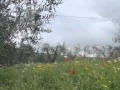 Miniature de la vidéo de la chanson Brahms - Deutsche Volkslieder Woo33 - Feinsliebchen, Du Sollst Mir Nicht Barfuß Gehn