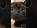 前進するきゅるるん黒猫…