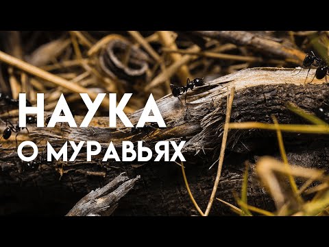 Раскрытие секретов мирмекологии — Мирмекология. Наука лесная