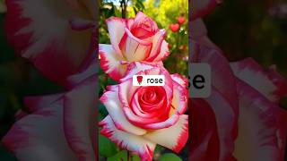 beautiful 🌹🌹# rose #colourfull flower # beautiful rose# many types of rose #cute ros # rose 🌷🌹