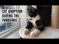 My Kitten Adoption Process During the Panini Press (Pandemic) | OSPCA CAT ADOPTION | AdoptDontShop