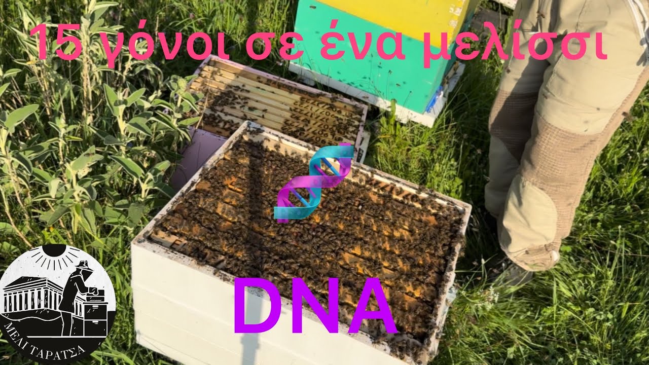 15 γόνοι σε ένα μελίσσι