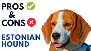 Estonian Hound Pros and Cons | Eesti Hagijas Dog Advantages and Disadvantages