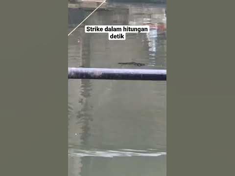 Umpan Jitu Ikan Mas Penguras Empang