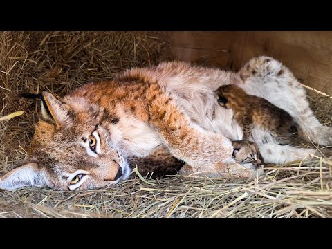 РЫСЬ ХАННА РОДИЛА КОТЯТ ! Роды рыси / Котенок барханной кошки Глаши открыл глаз